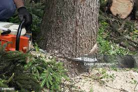 How Our Tree Care Process Works  in  Warden, WA