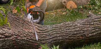 Best Tree Preservation Services  in Rden, WA