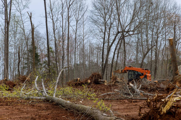 Best Tree Mulching  in Rden, WA