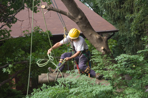 Best Tree Trimming and Pruning  in Rden, WA