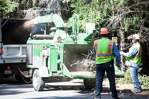 Best Commercial Tree Services  in Rden, WA
