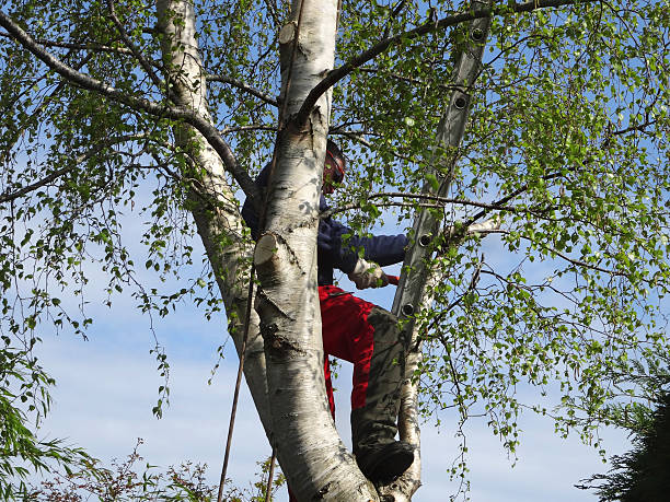 Best Emergency Tree Removal  in Rden, WA