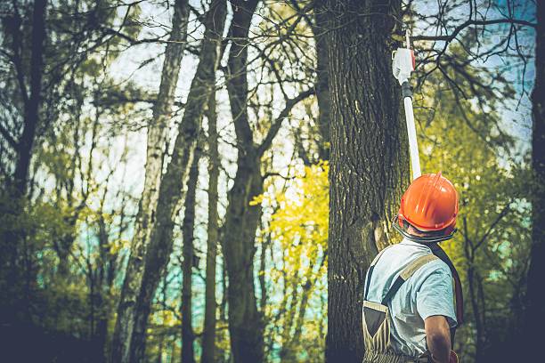 Reliable Warden, WA Tree Care Solutions